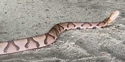 Montgomery snake